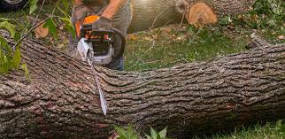 Best Tree Health Inspection  in Kincheloe, MI