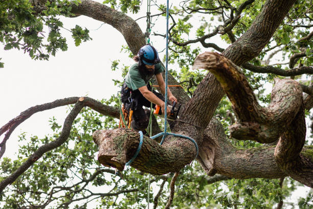 Best Tree Preservation Services  in Kincheloe, MI