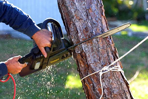 Best Hedge Trimming  in Kincheloe, MI