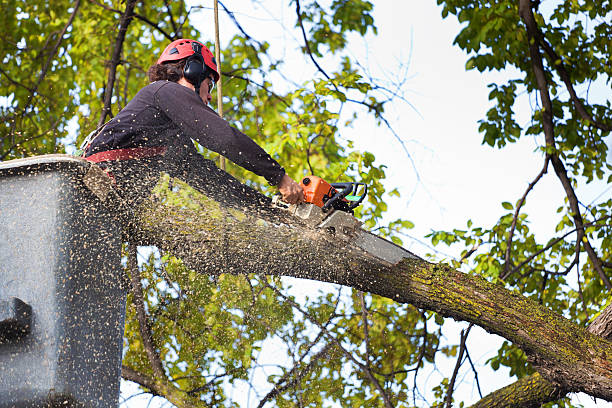 Best Lot and Land Clearing  in Kincheloe, MI