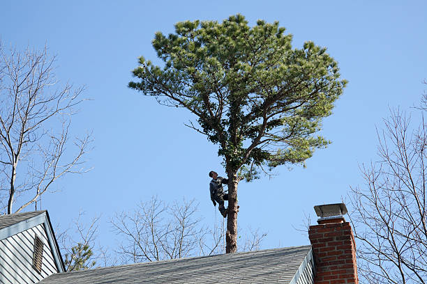 How Our Tree Care Process Works  in  Kincheloe, MI